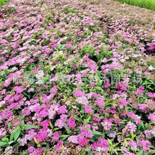 �ձ������շۻ������ջ���ľֲ��G�h�ر��������~�����ջ�������