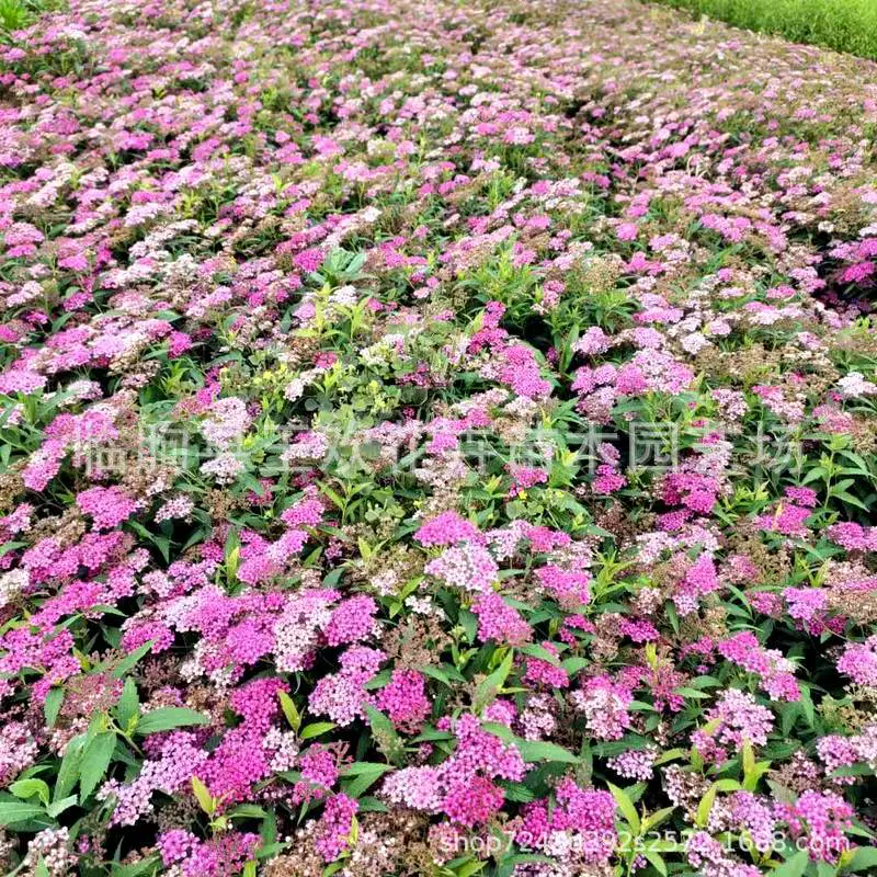 Японская спирея порошок цветок спирея цветок кустарник растение живая изгородь почвопокровный кустарник лист ивы спирея Цветочная кровать