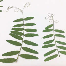 麻豆叶 植物标本手工diy材料干花装饰押花台灯相框书签干树叶压花