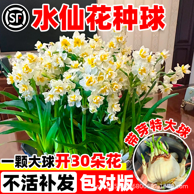 水仙花种球四季赣州重瓣水培特大盆栽室内外带花苞好养活绿植花卉