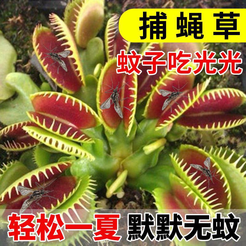 Potted Venus Flytrap, Pitcher Plant Seedling, Insectivorous Plant, Mosquito Catcher, Carnivorous Plant, Fun Potted Plant, Extra Large Venus Flytrap