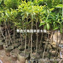 ���Ĺ������Ĺ�������P���̨ͥԺ�����Ϸ������Nֲ���������l؛