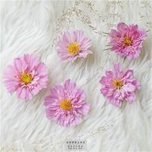 重瓣波斯菊 春天花种子籽春季种格桑花四季播种开花室外内种易活