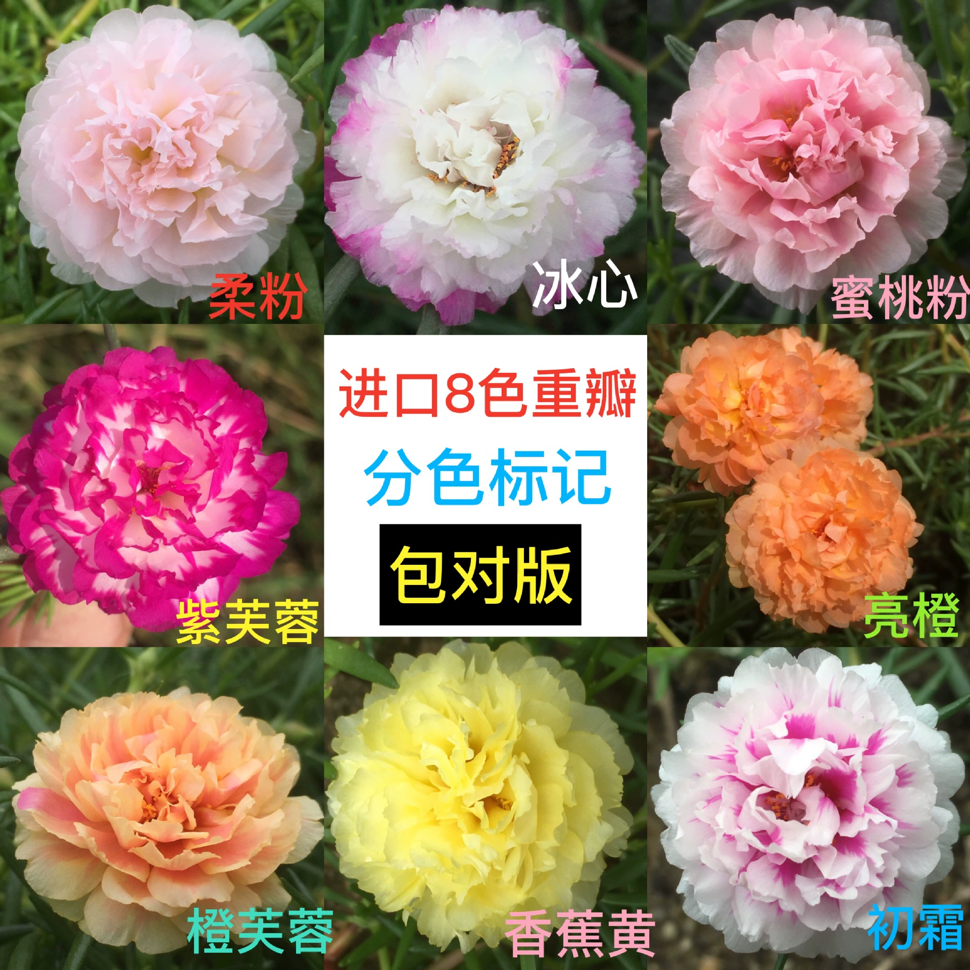 Двухцветные сеянцы подсолнечника, многолетние растения смешанных цветов, зеленые растения, горшечные растения, цветущие круглый год, многолетние растения с бутонами цветов, отправляются в Россию.