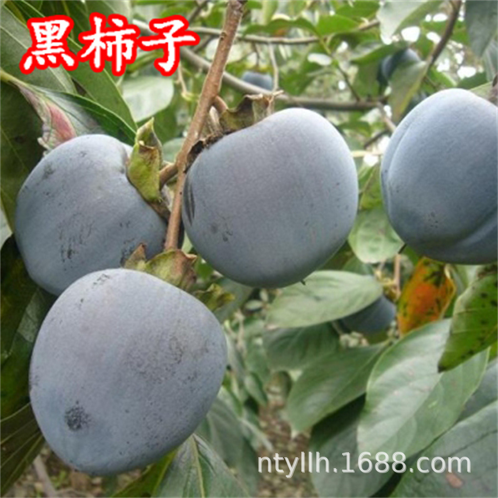 澳洲黑柿子苗嫁接柿子超甜无涩黑脆柿子南方北方种植苗树当年结果