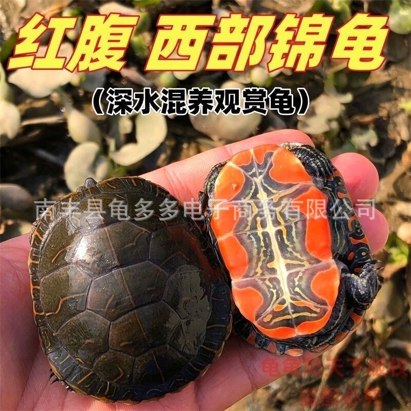 Western Brocade Turtle, Red-bellied Eastern Brocade Turtle, Ornamental Turtle, Pet, Wholesale for Outdoor Ponds, Aquarium Mixed Breeding, Fortune Turtle, Deepwater Turtle Western Brocade Turtle, Red-bellied Eastern Brocade Turtle, Ornamental Turtle, Pet, Wholesale for Outdoor Ponds, Aquarium Mixed Breeding, Fortune Turtle, Deepwater Turtle