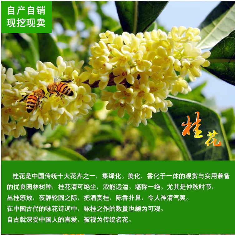 庭院绿植四季桂花树苗金桂浓香型盆栽花卉庭院室内绿植物嫁接桂花