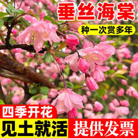垂丝海棠花种籽子易活四季种开播种开花室内室外植物花卉爬藤植物