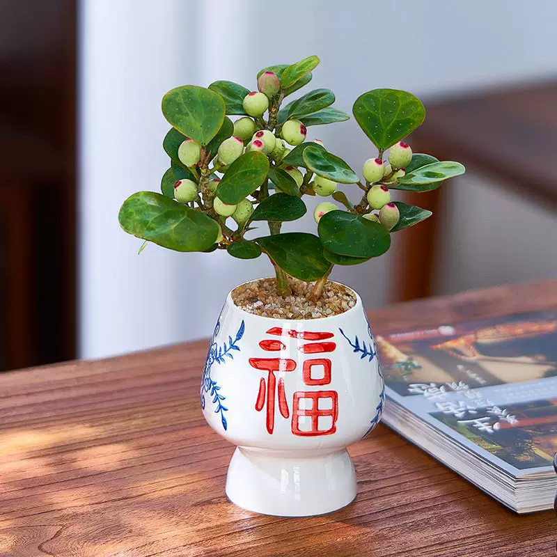 Комнатное растение Xiaopan Bodhi в горшке, офисное настольное зеленое растение с доставкой фруктов, простые в обслуживании украшения бонсай