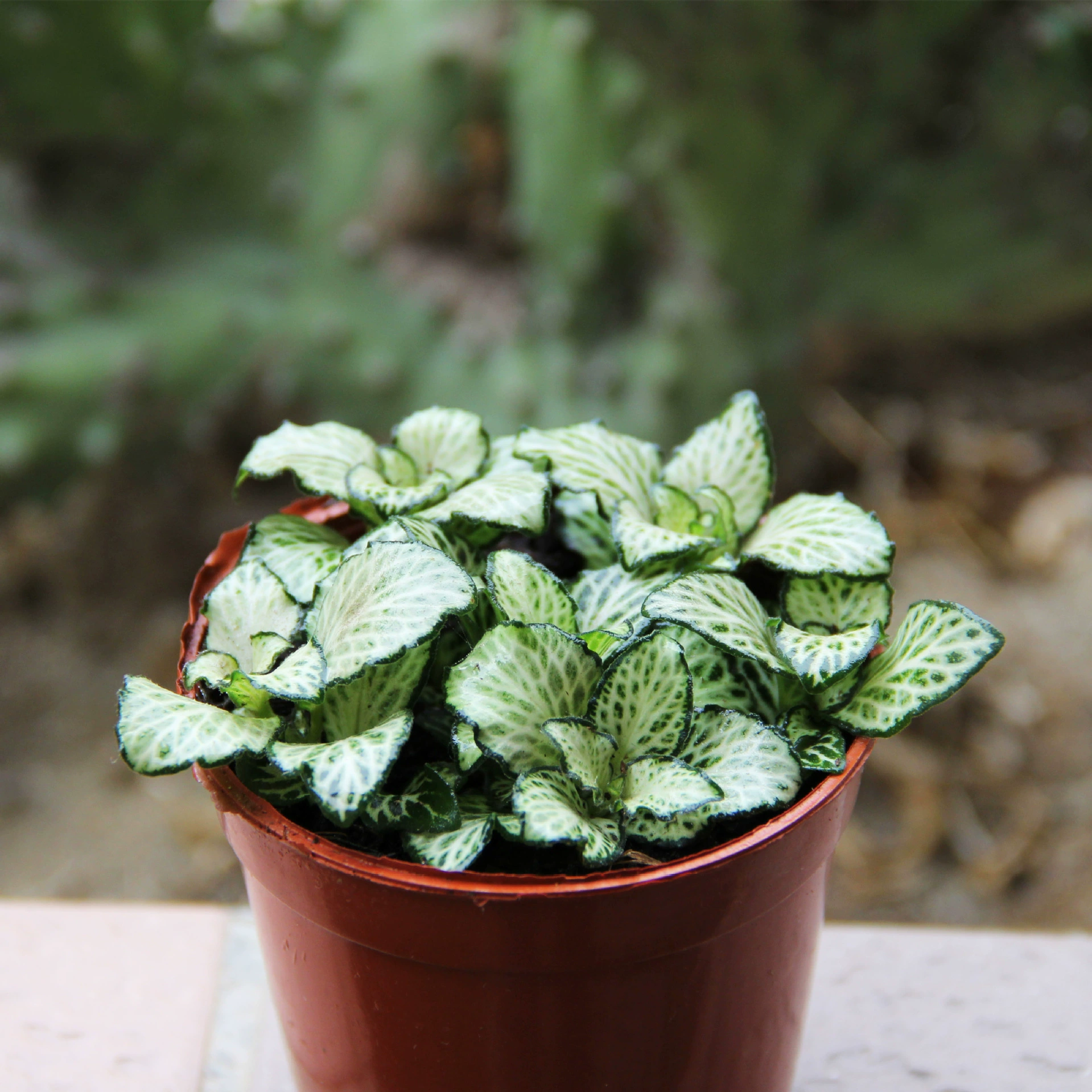 База напрямую поставляет Белоснежка Энни Сетчатая трава (80 #) цветы мох микроландшафт Зеленые Растения горшечные фоновые растения