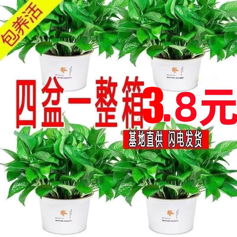 180大绿萝盆栽植物花卉室内绿植水培吊兰大小叶绿萝绿箩基地