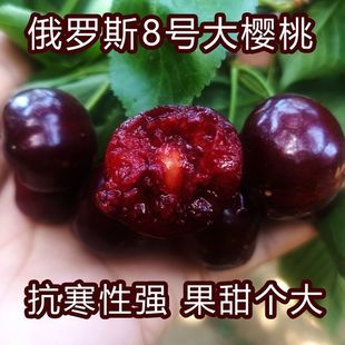 ܇���Ә���޽Ӵ�����ϱ���ͥԺ�����̨���Թ���ԭ�������~�l؛