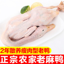 【顺丰】老杜上海麻鸭2斤生鸭肉土鸭子老鸭鸭肉整鸭新鲜整只
