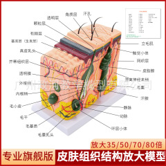 3D skin tissue structure model level human body construction layered anatomical mold beauty plastic surgery hair