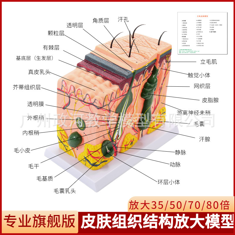 Three-dimensional skin tissue structure amplification model hierarchical human structure hierarchical anatomical mold cosmetic hair shaping