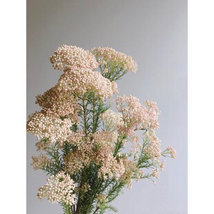 Xiao Mi Flower Flowers Yunnan Base Straight Hair Living Room Decoration Vase Bouquet with Flowers White Fresh Cut Flowers Sf Free Shipping