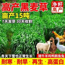 进口黑麦草种子多年生四季耐寒牧草高产鸡鸭种植鱼鹅兔养牛种籽