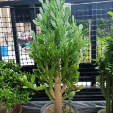 千手观音进口盆栽植物懒人室内阳台绿植花卉防某射仙人掌佛手多肉