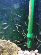 黑壳虾除藻虾清洁虾草缸工具虾鱼缸观赏虾宠物活体虾场自营非野采