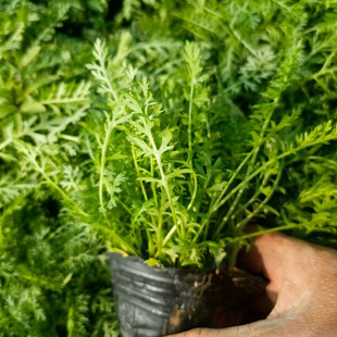Chiba Potato Grass Potted Chiba Grass, One Mugwort, Easy to Grow and Live, Wholesale Base, Large Quantity, Favorable Price