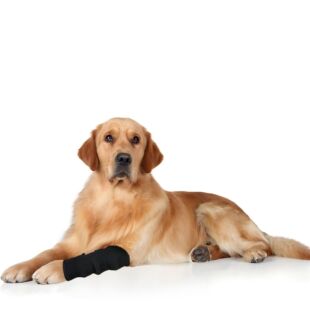 Dog leg guard pet leg injury anti-licking joint fixed recovery strap Teddy golden hair foot cover factory wholesale