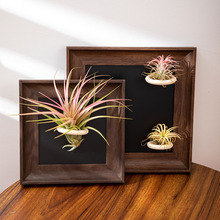 空气凤梨相框装饰画简约绿植软装摆件磁吸桌面复古装饰挂墙摆台