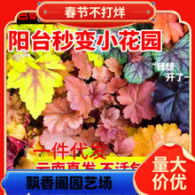 һ�����l��ϵ\�������д���M���ͺ������ļ������^�~ͥԺ���@��