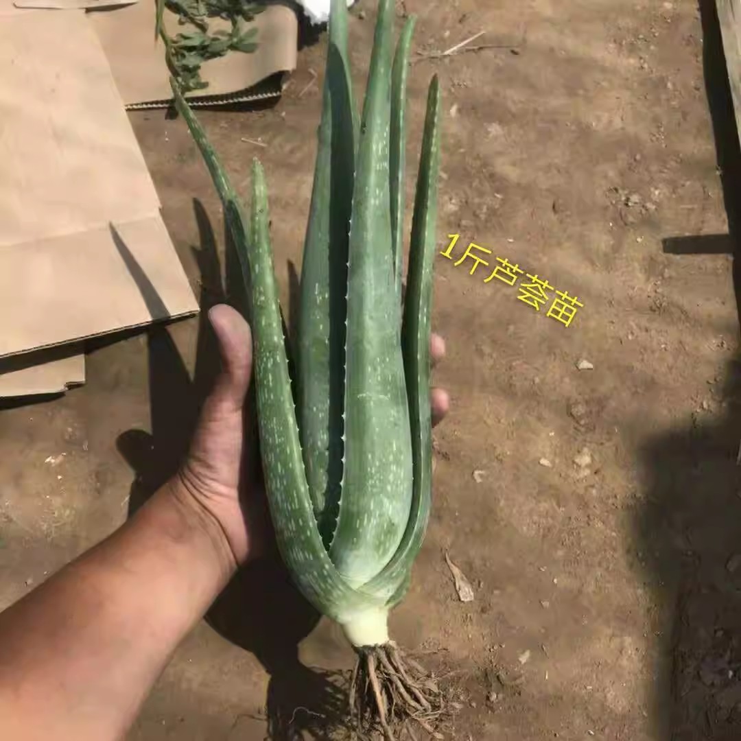 3년생 미용모종 0.5kg개 정도 1개