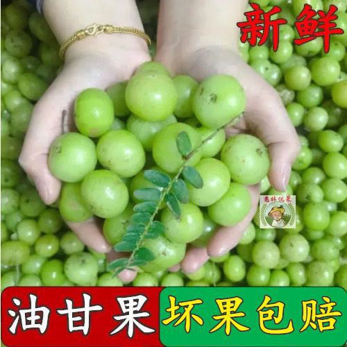 新鲜采摘青油甘果余甘果牛甘果滇橄榄果油柑酸水果余甘子榨汁