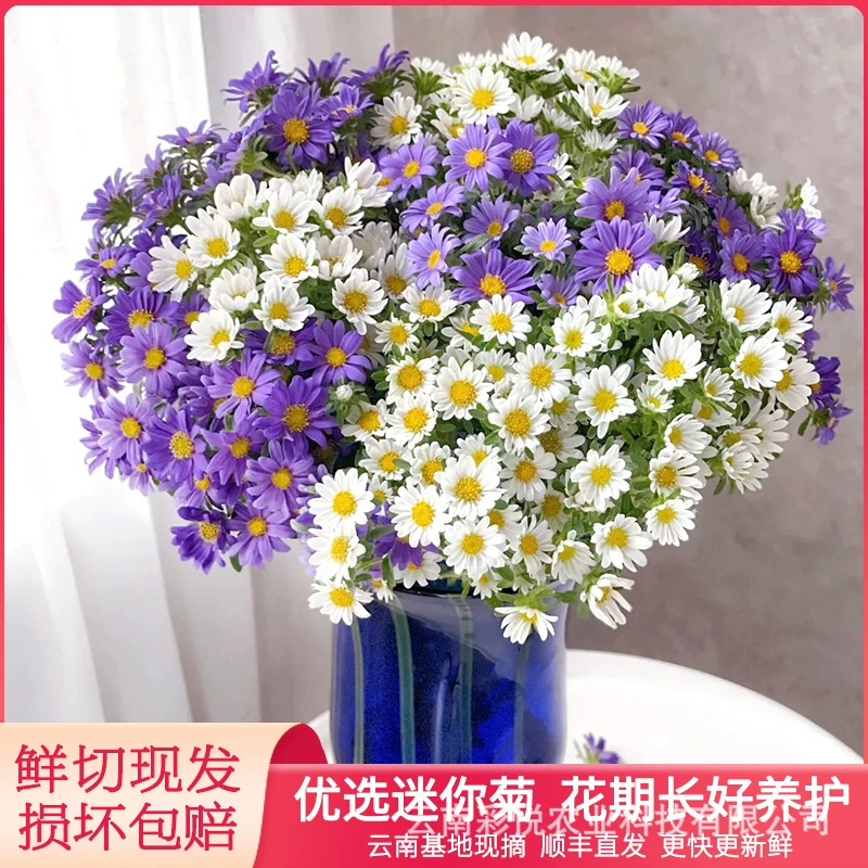 [Мини-хризантема] Цветок базы Куньмин Мьер хризантема оптом домашняя цветочная композиция свежие срезанные цветы напрямую с базы
