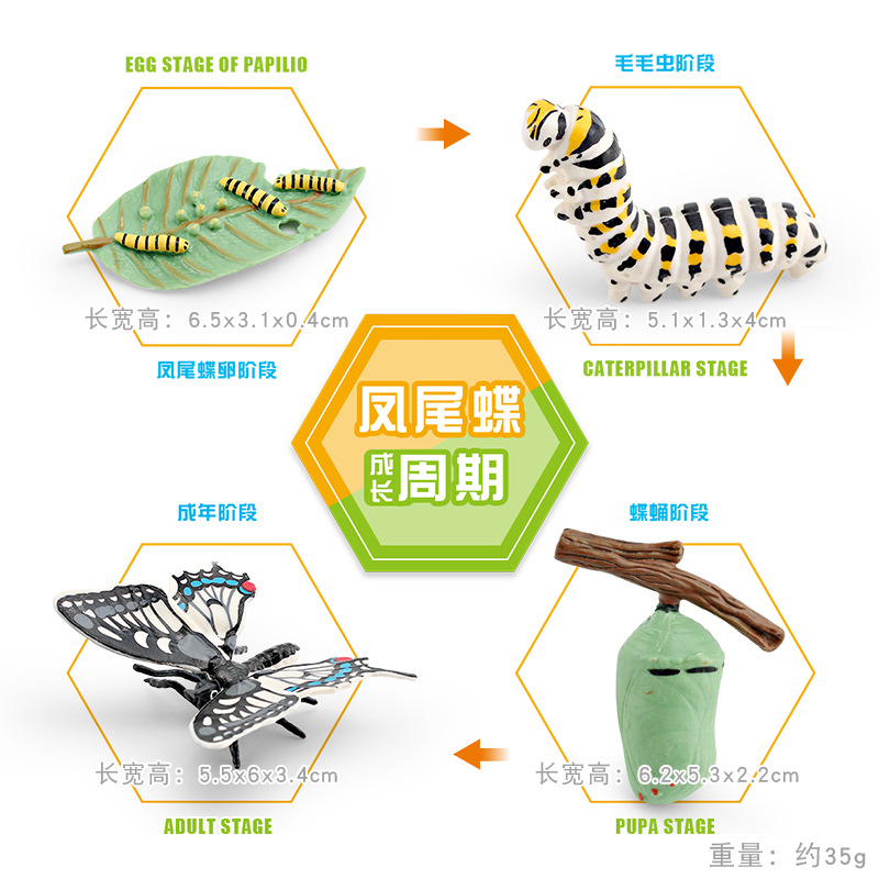 Modelo animal de simulación al por mayor de pollo pato ganso mariposa tortuga Rana ciclo de crecimiento Montessori material didáctico adornos hechos a mano