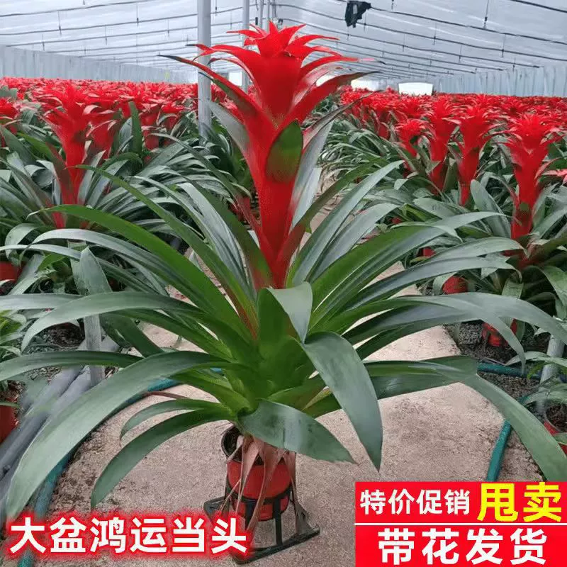 Счастливое красное горшечное растение с цветами, маленькая красная звезда для офиса, легкие в уходе красные цветы, антуриум, ананас, зеленое растение, поглощающее формальдегид.