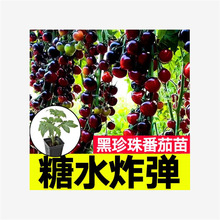 ۹ˮը鷬ٲ}ŮtNѴļ