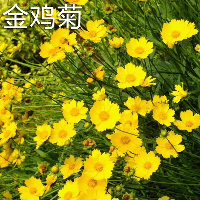 Coreopsis seed Chrysanthemum For many years Four seasons Bloom green Cosmos outdoor Flower seedlings seed