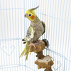 Step by step high flower and wood climbing parrot climbing ladder bird springboard rest station standing wisdom, dirty bite toy
