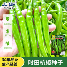 杭椒一号种子高产耐热抗病线椒早熟微辣椒籽农家庭春秋四季蔬菜孑