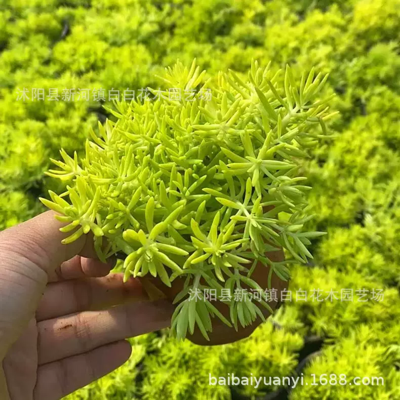 Буддийский газон, золотой лист проходит желтый десять тысяч лет травы, китайские семена черепахи-секума Будды, зеленые газонные растения на крыше