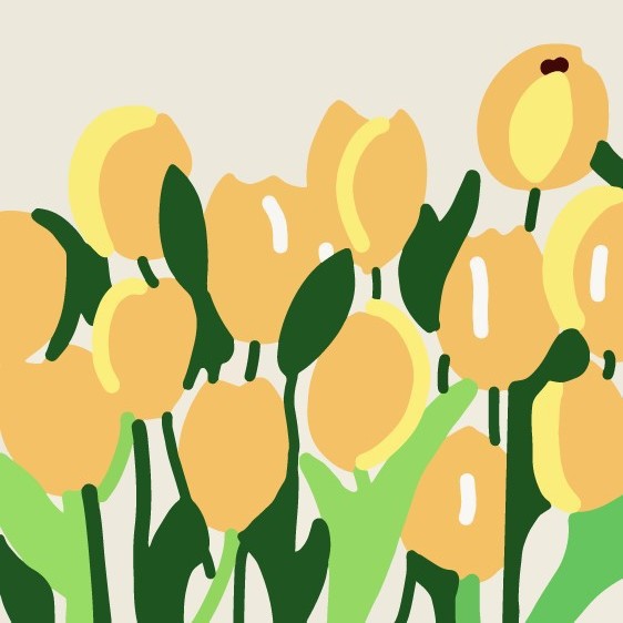 C45 로맨틱 튤립