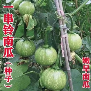 ����һ���С�ϹϷN�ӳ���߮a��Ʒ�N��Ŵ�����Ϸ��ļ����ϹϷN��