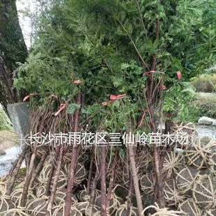 Base Wholesale Red Fir Southern Red Fir Saplings Garden Landscape Red Fir Trees Courtyard High-End Plants