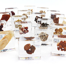 中草药药材树脂琥珀标本陈皮白盒黄芪赤小豆等学习教具收藏保存