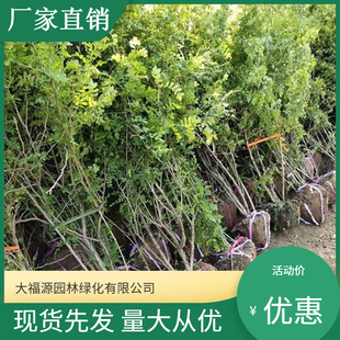 ���������l�� �S��õ  Ҏ��Ʒ�N�Rȫ �r�񃞻� �����r��