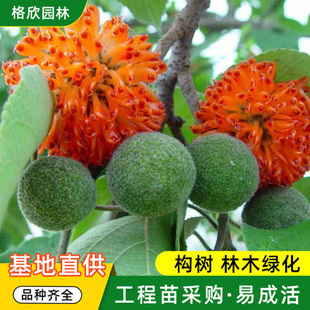 ���l���� ��ľ�G���������������҈@���^�pֲ�����~��ľ���ذl؛