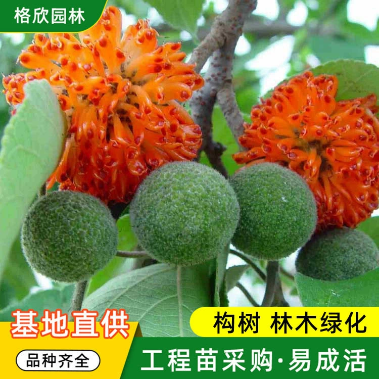 Оптовая Broussonetia papyrifera озеленение леса саженцы Broussonetia papyrifera, также известный как Чу персик сад декоративные растения лиственные деревья Базовая доставка