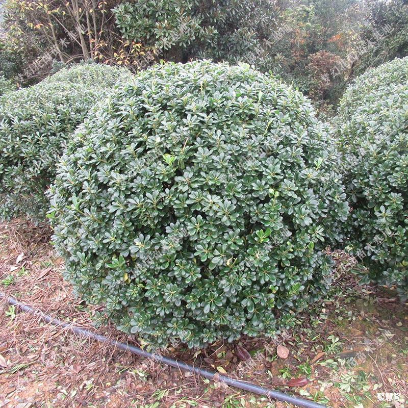海桐树苗球庭院绿化耐寒苗木海桐球型植物围墙绿篱笆四季常青芳香