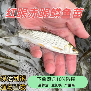 红眼赤眼鳟鱼苗眼睛鲮鱼草鱼活体鱼淡水养殖赤眼鱼苗