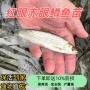 红眼养殖眼睛活体鱼苗