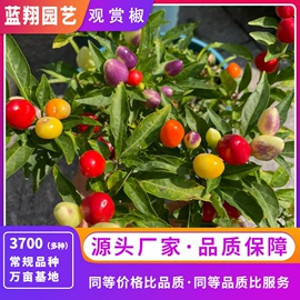 种子;种苗;种球