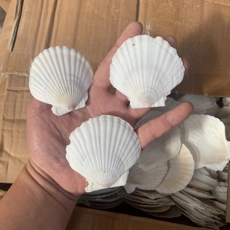 Correo de ajo hawaiano Barbacoa grande Vieira Bandeja de abanico Bolsa de concha grande Ventilador de media concha al vapor Blanco