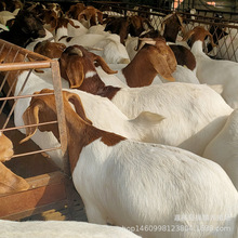 ��ɽ����w ����ɽ������ �N��r�� ����ĸ�򲨠��N����